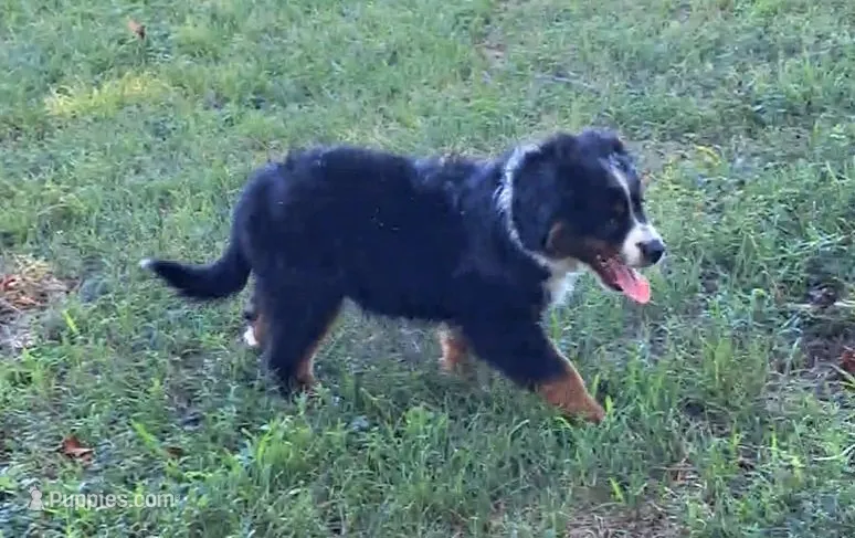 Black tri male w/tail – Miniature American Shepherd puppy for sale in Rixeyville, VA