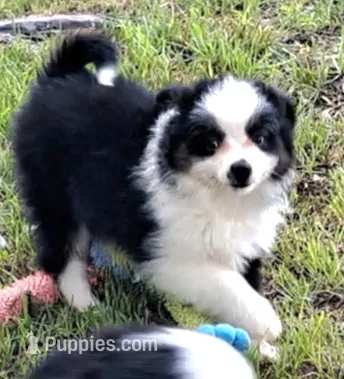 REDUCTION – Miniature American Shepherd puppy for sale in Rixeyville, VA