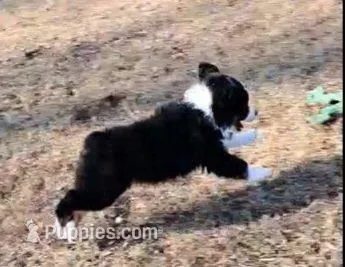 ECLECTIC / OBO – Miniature American Shepherd puppy for sale in Rixeyville, VA