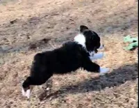 ECLECTIC / OBO, a female Miniature American Shepherd for sale in Rixeyville, VA – Photo 1 of 3