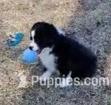 ECLECTIC – Miniature American Shepherd puppy for sale in Rixeyville, VA