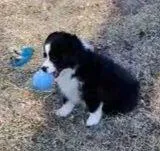 ECLECTIC / OBO, a female Miniature American Shepherd for sale in Rixeyville, VA – Photo 3 of 3