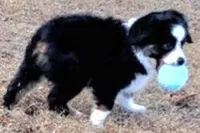 ECLECTIC / OBO, a female Miniature American Shepherd for sale in Rixeyville, VA – Photo 2 of 3