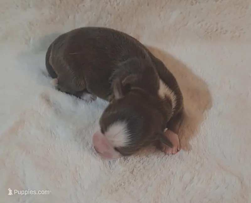 Red Tri Female W/Tail – Miniature American Shepherd puppy for sale in Rixeyville, VA