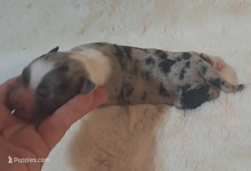 Blue Merle Female W/Tail – Miniature American Shepherd puppy for sale in Rixeyville, VA
