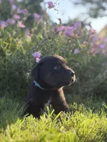 Joe, a male Doberman Pinscher and Cane Corso for sale in Modesto, CA – 5 of 5