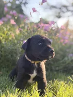 Kate, a female Doberman Pinscher and Cane Corso for sale in Modesto, CA – 4 of 4