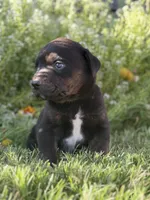 Louie, a male Doberman Pinscher and Cane Corso for sale in Modesto, CA – 4 of 5