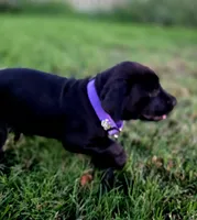 Lila, a female Doberman Pinscher and Cane Corso for sale in Modesto, CA – 2 of 2
