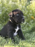Kate, a female Doberman Pinscher and Cane Corso for sale in Modesto, CA – 3 of 4