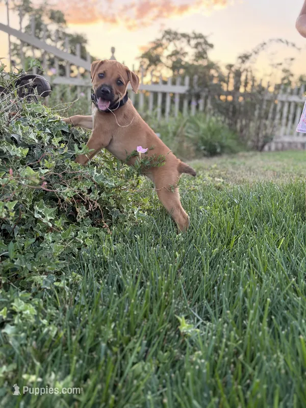 Nahla – Doberman Pinscher, Cane Corso puppy for sale in Modesto, CA