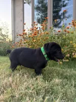 Joe, a male Doberman Pinscher and Cane Corso for sale in Modesto, CA – 2 of 5