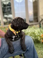 Daisy, a female Doberman Pinscher and Cane Corso for sale in Modesto, CA – 2 of 3