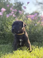 Daisy, a female Doberman Pinscher and Cane Corso for sale in Modesto, CA – 3 of 3