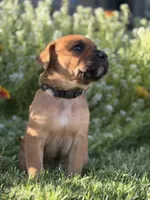 Nahla, a female Doberman Pinscher and Cane Corso for sale in Modesto, CA – 2 of 4