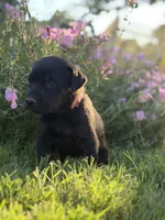 Rose, a female Doberman Pinscher and Cane Corso for sale in Modesto, CA – 3 of 3