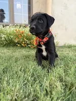 Kate, a female Doberman Pinscher and Cane Corso for sale in Modesto, CA – 2 of 4
