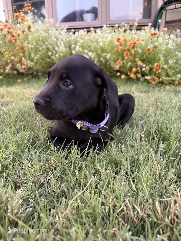 Lila – Doberman Pinscher, Cane Corso puppy for sale in Modesto, CA