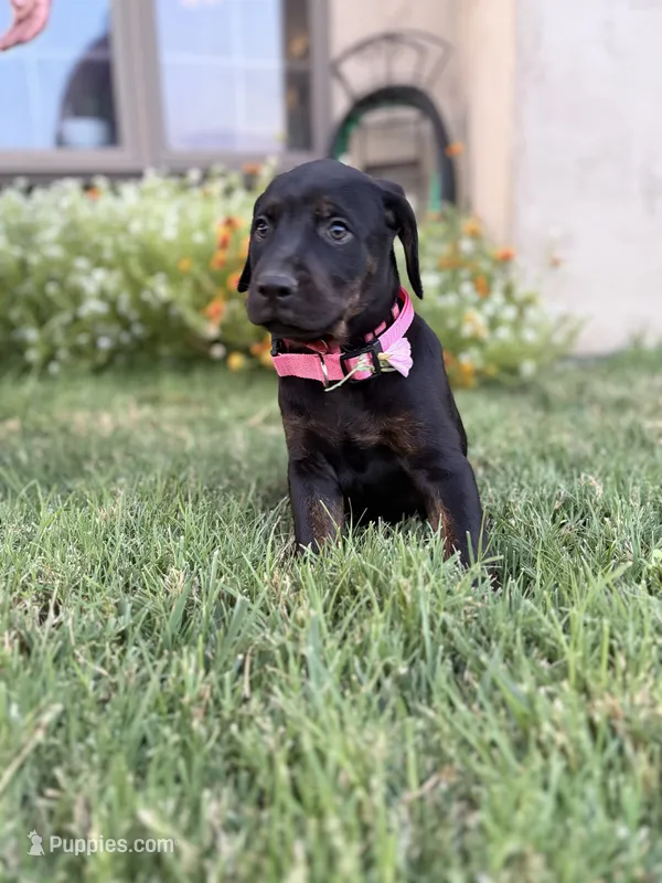 Rose – Doberman Pinscher, Cane Corso puppy for sale in Modesto, CA