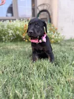 Rose, a female Doberman Pinscher and Cane Corso for sale in Modesto, CA – 1 of 3