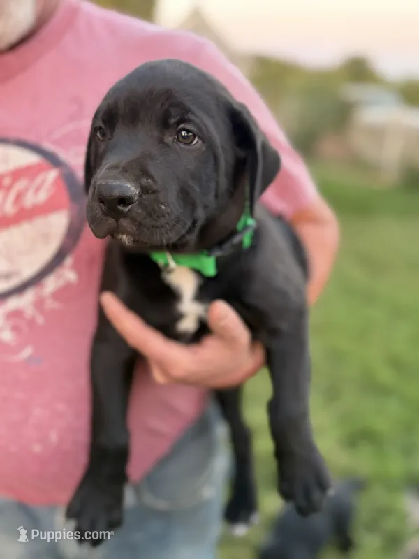 Joe – Doberman Pinscher, Cane Corso puppy for sale in Modesto, CA