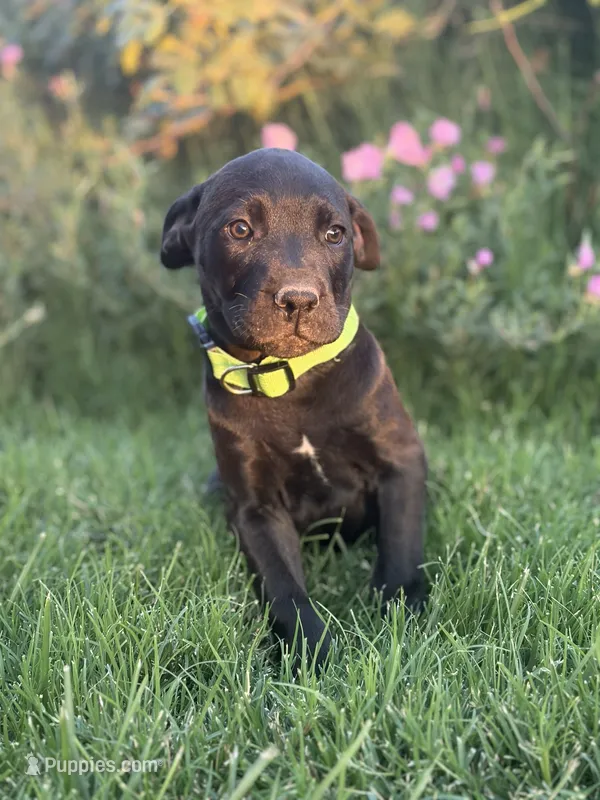 Ivy – Doberman Pinscher, Cane Corso puppy for sale in Modesto, CA