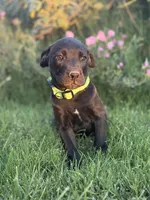 Ivy, a female Doberman Pinscher and Cane Corso for sale in Modesto, CA – 1 of 4