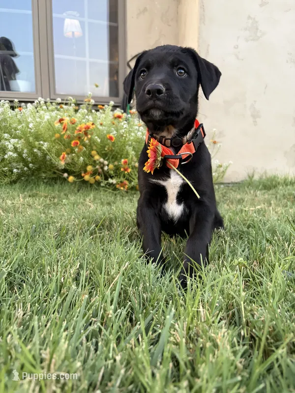 Kate – Doberman Pinscher, Cane Corso puppy for sale in Modesto, CA