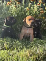 Nahla, a female Doberman Pinscher and Cane Corso for sale in Modesto, CA – 4 of 4