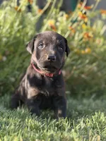 Rose, a female Doberman Pinscher and Cane Corso for sale in Modesto, CA – 2 of 3