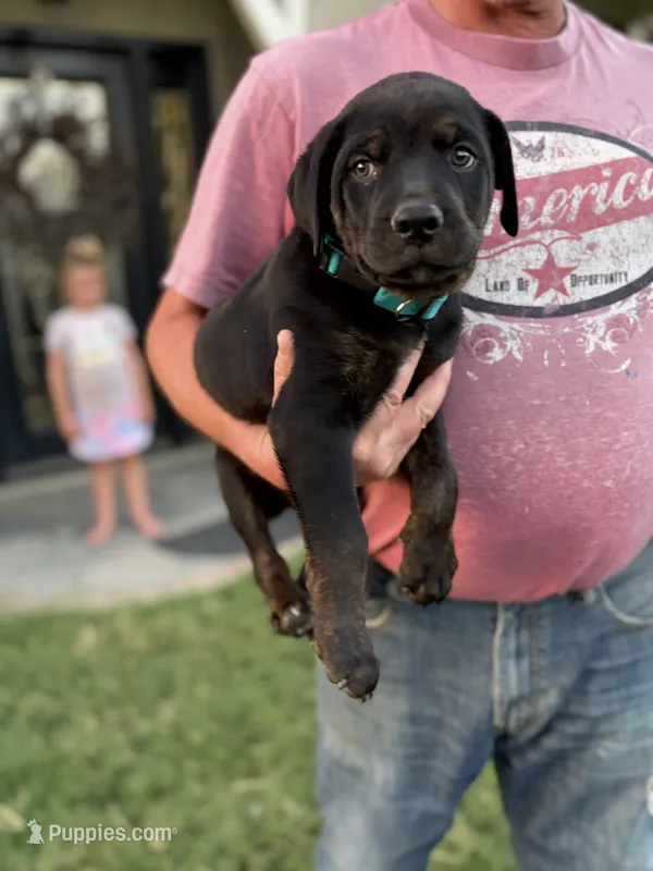 Louie – Doberman Pinscher, Cane Corso puppy for sale in Modesto, CA