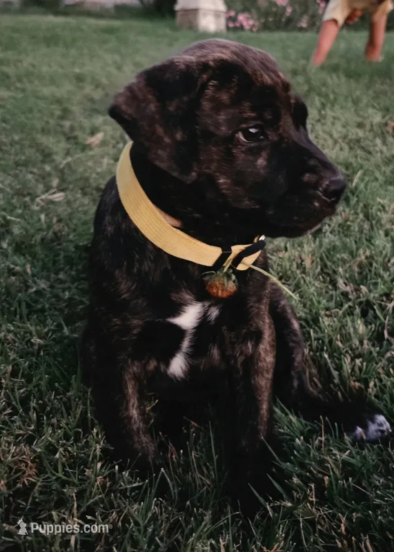 Daisy – Doberman Pinscher, Cane Corso puppy for sale in Modesto, CA