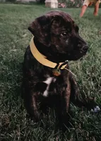 Daisy, a female Doberman Pinscher and Cane Corso for sale in Modesto, CA – 1 of 3