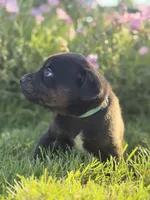 Ivy, a female Doberman Pinscher and Cane Corso for sale in Modesto, CA – 4 of 4