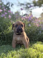 Nahla, a female Doberman Pinscher and Cane Corso for sale in Modesto, CA – 3 of 4