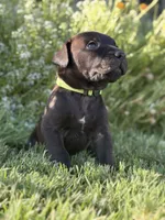 Ivy, a female Doberman Pinscher and Cane Corso for sale in Modesto, CA – 3 of 4