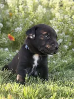 Joe, a male Doberman Pinscher and Cane Corso for sale in Modesto, CA – 3 of 5