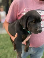 Louie, a male Doberman Pinscher and Cane Corso for sale in Modesto, CA – 2 of 5