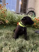 Ivy, a female Doberman Pinscher and Cane Corso for sale in Modesto, CA – 2 of 4