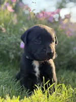 Joe, a male Doberman Pinscher and Cane Corso for sale in Modesto, CA – 4 of 5