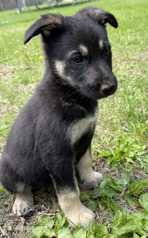 Bear – German Shepherd Dog puppy for sale in Skillman, NJ