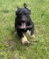 Bruce, a male German Shepherd Dog for sale in Skillman, NJ – 3 of 5