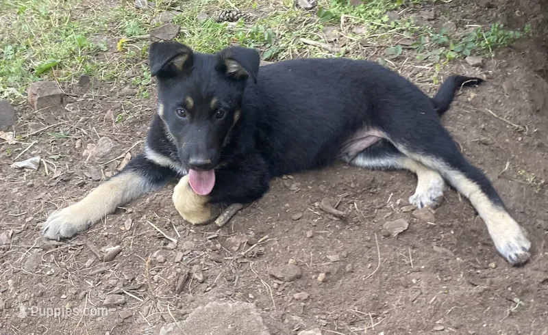 Ranger – German Shepherd Dog puppy for sale in Skillman, NJ