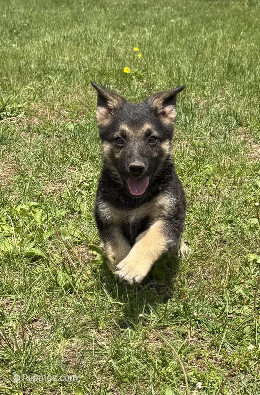 Ranger – German Shepherd Dog puppy for sale in Skillman, NJ