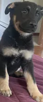 Roxy, a female German Shepherd Dog for sale in Skillman, NJ – 2 of 4