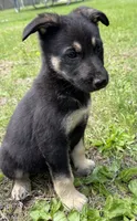 Roxy, a female German Shepherd Dog for sale in Skillman, NJ – 4 of 4