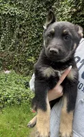 Roxy, a female German Shepherd Dog for sale in Skillman, NJ – 3 of 4