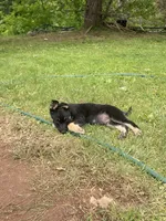 Bruce, a male German Shepherd Dog for sale in Skillman, NJ – 5 of 5