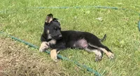 Bruce, a male German Shepherd Dog for sale in Skillman, NJ – 1 of 5