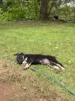 Bruce, a male German Shepherd Dog for sale in Skillman, NJ – 4 of 5
